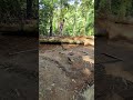 Moving 1-ton logs into place using only ratchet straps—no machines, just careful planning and effort