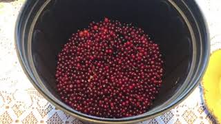 Chokecherries wow-recipe  for jelly 👀👀