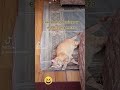 #gatos #relax #comics