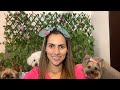 Como le enseño a mi perro hacer sus necesidades en un solo lugar - Tips by Natalia Ospina