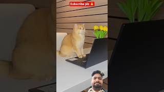 My cat Nika bought a cat TV #cat #cats