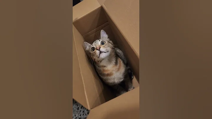 Watch the video about Is it worth the price? 😂 #shorts #cat