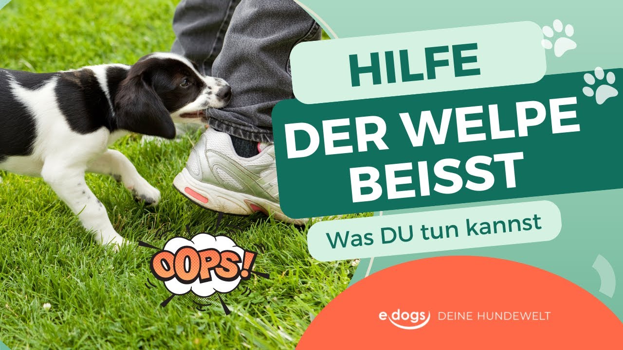 Welpe Knurrt Und Beißt Wenn Man Ihm Was Wegnehmen Will www.youtube.com