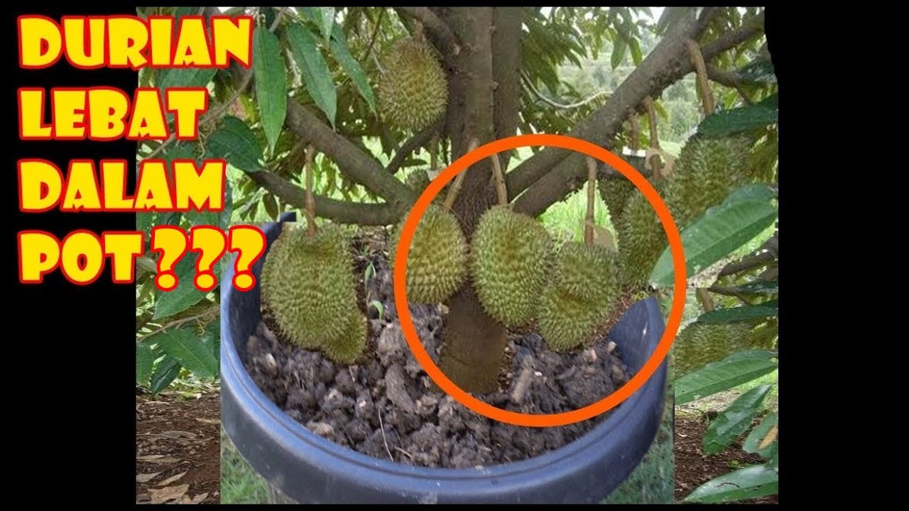  TIS Durian Kerdil Buah Lebat diPot Montong Bawor What 