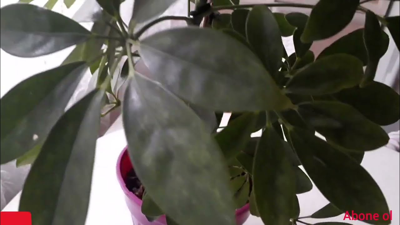 Şefleramızın bol yaprak ve çelik vermesi için nasıl teşvik edilir? Sararan yapraklar neden olur?