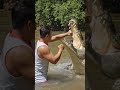 fighting crocs