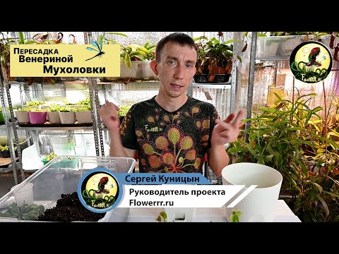 Пересадка Венериной мухоловки
