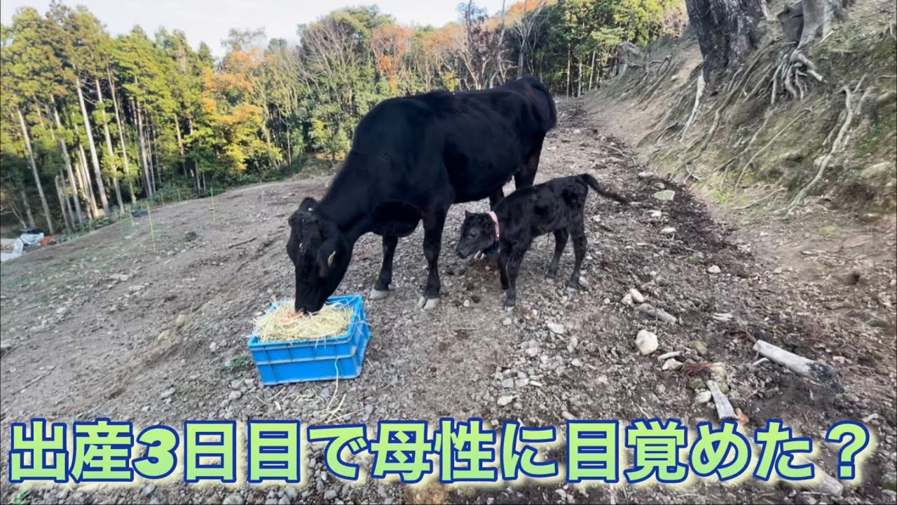 出産3日目で母性に目覚める