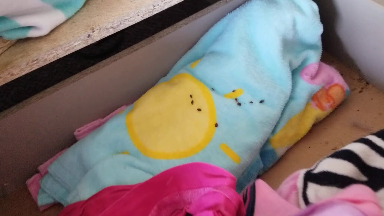 Bed bugs dying at 135 degree temperature YouTube