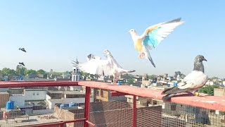 Sab Kabootar Uray Bohat Enjoy Kiya Hashim Mahmood Pigeons