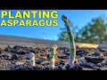 Planting Asparagus From Start To Finish [Complete Guide]