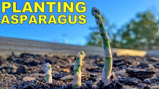 Planting ASPARAGUS From Start To Finish [COMPLETE GUIDE]