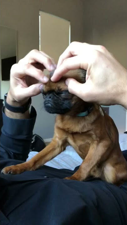 Cutest Dog Massage Ever!