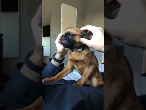 Video: Kā padarīt suņu kauliņu