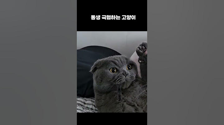 살벌한 고양이 하악질 ㅣ 스코티쉬폴드
