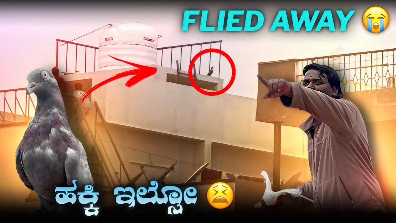 ಪಟ್ಟ ಮನಗೆ ಬಂತ ಇಲ್ಲ್ವಾ 😨||Prince loft||pigeon flyed away in kannada 😨😫🕊