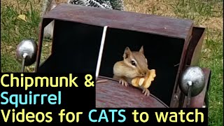 Videos for Cats to watch - Chipmunk, Squirrel / 고양이가 좋아하는 영상 - 다람쥐,청설모