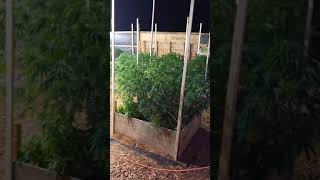 Oklahoma Kings of Cannabis 👑 A night of Queens dancing