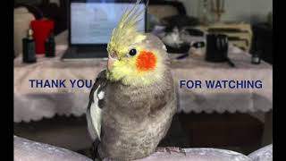 Cookie The Sneezing Atiel