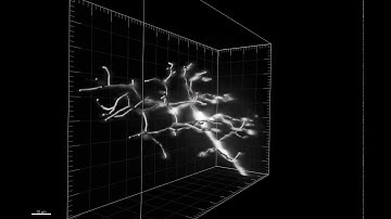 CaP Imaris Reconstruction