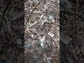 Michigan morel mushroom part 2
