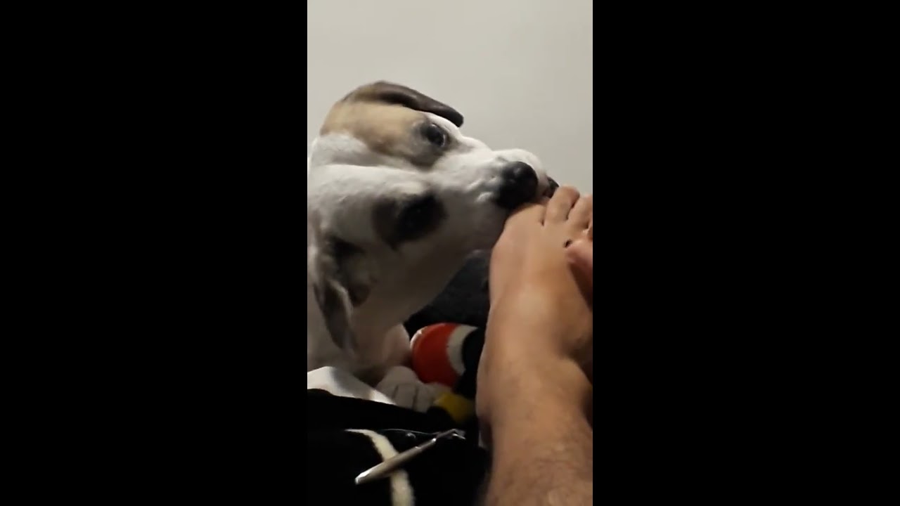 Cachorro pedicure - parte 1