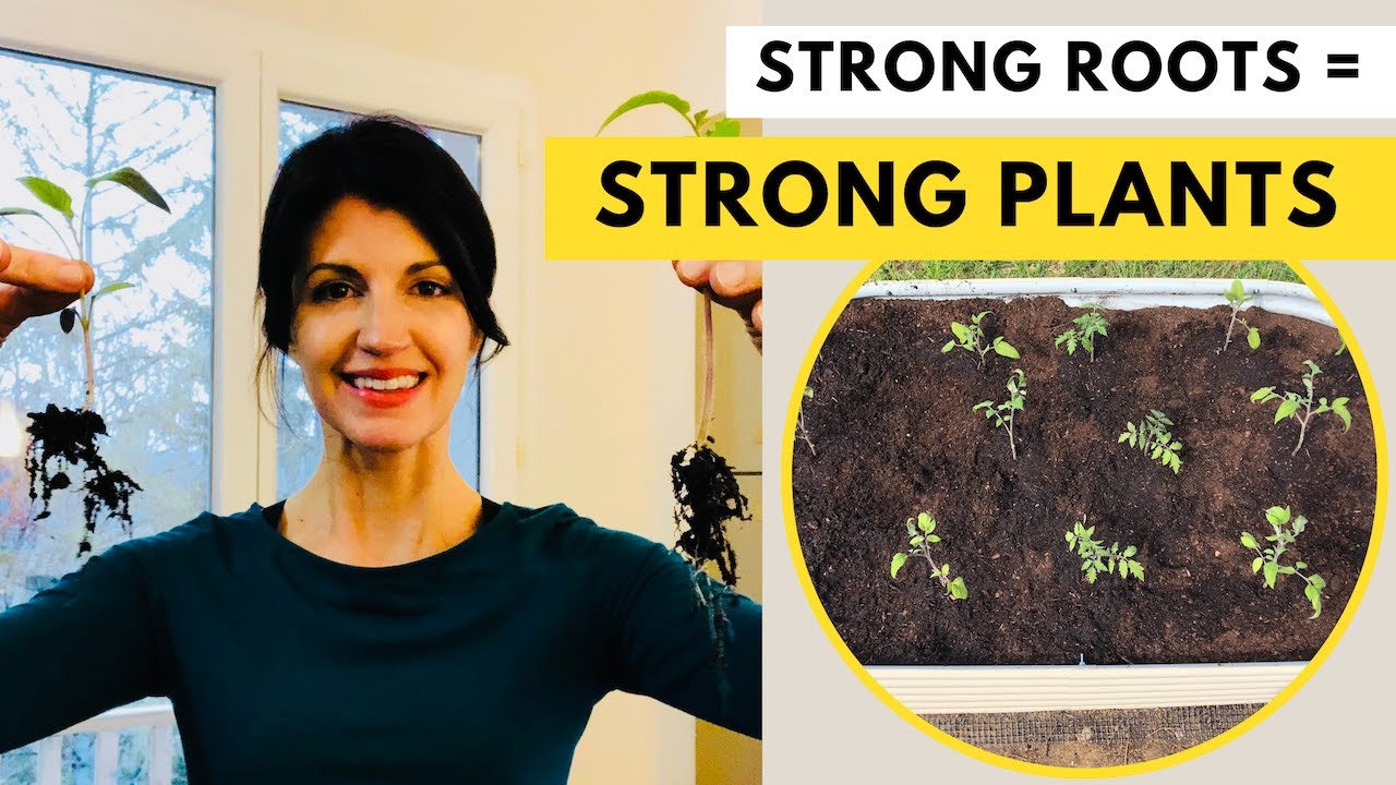 REPOTTING TOMATO PLANTS / How to Transplant Tomato Seedlings YouTube