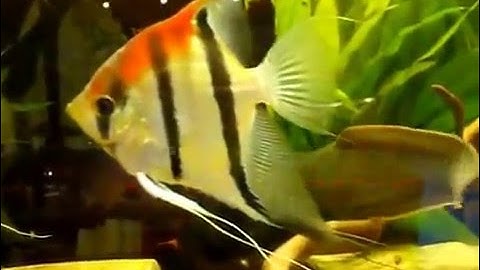 Cá Chạch Lửa và Thần Tiên Lửa - Thiên Đường Cá Cảnh