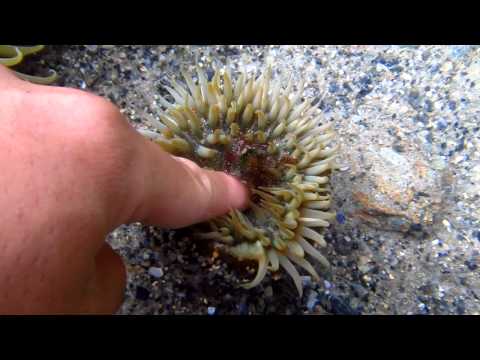 Video: Înțepă anemonele?