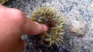 Sticking finger into Sea Anemone