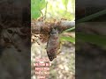 Hundreds of Ants Team Up to Carry a Huge Fish to Their Nest