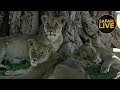 safariLIVE - Sunrise Safari - November 7, 2018