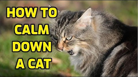 How Do I Calm Down An Angry Cat?