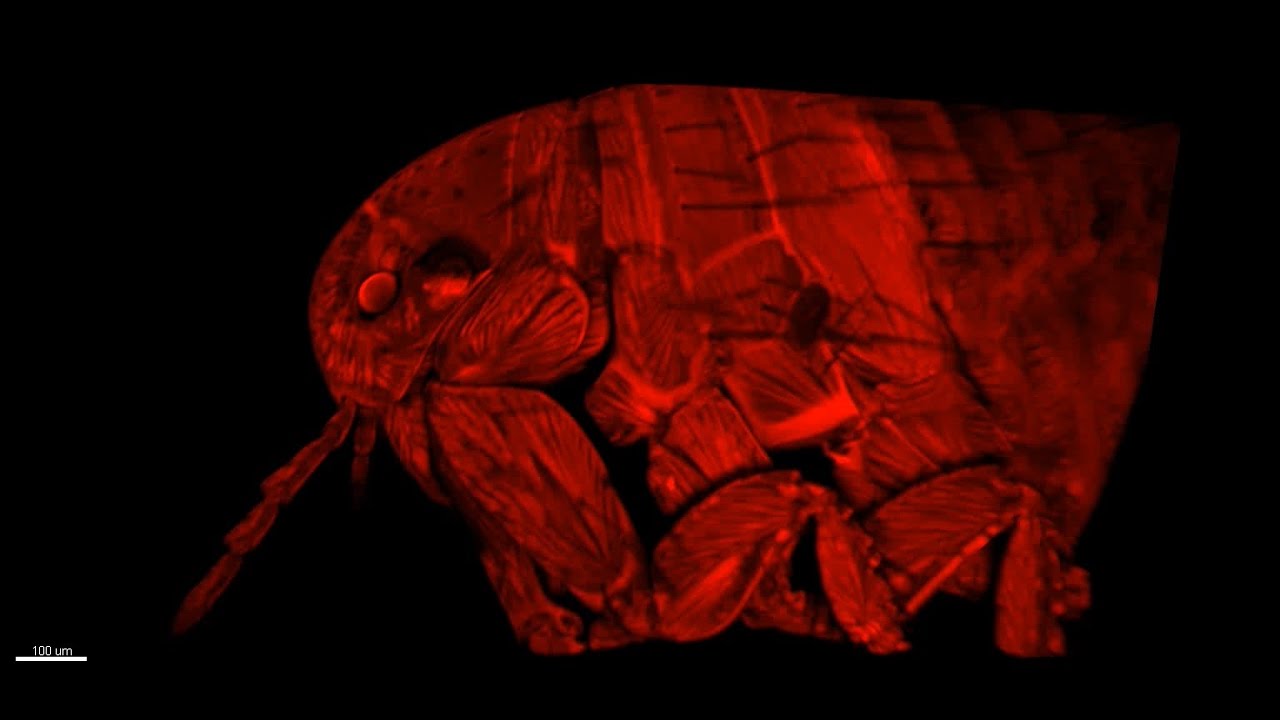 Human flea - Pulex irritans