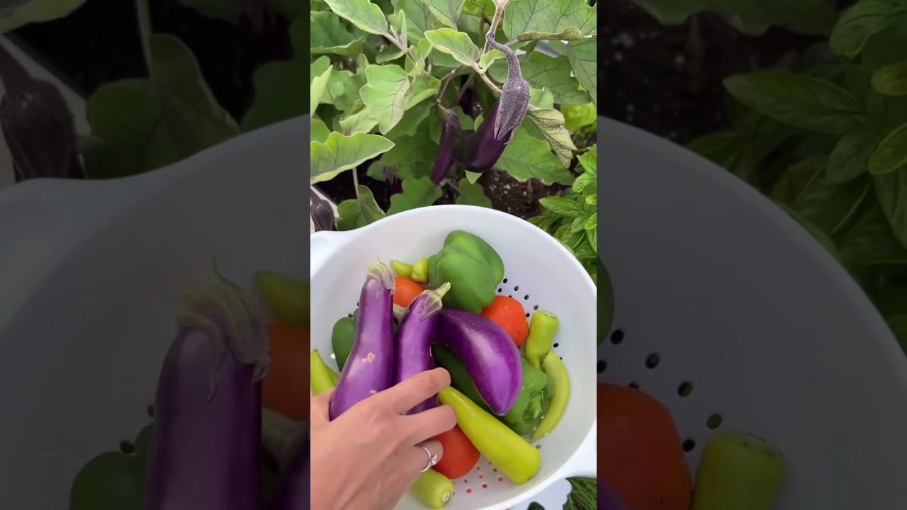 Gardening in Canada! My secret tips