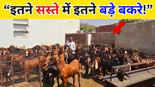 “इतने सस्ते में इतने बड़े बकरे!” sirohi gujri goat for sale in rajasthan - goat farm - goat farming