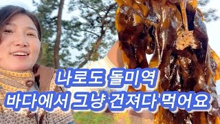 12. 돌미역과 톳은 바닷가로 산책 나갔다가 그냥 따와서 먹으면 돼요.