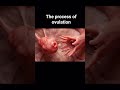 ovulation process #educationalvideo #study #youtube #shortvideo #viral #ovulation #viralshorts