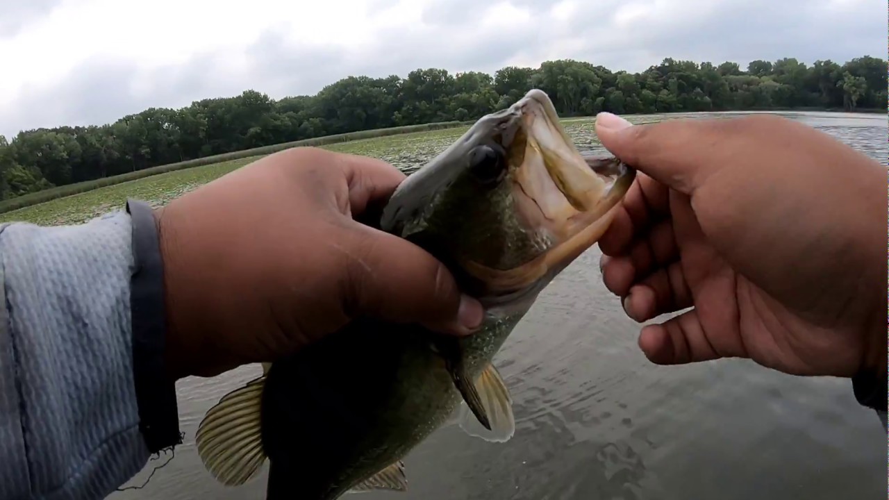 Cloudy day are the best for bass fishing YouTube