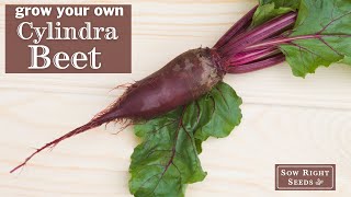 Sow Right Seeds | Cylindra Beet