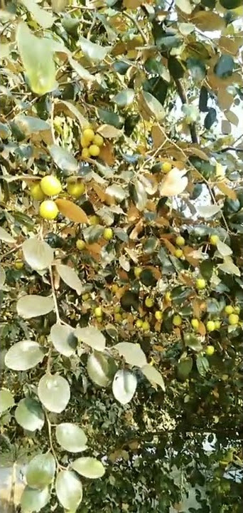 Jujube | jujuba | Ziziphus