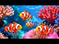 4K Coral Reef Aquarium 🐠 Exotic Tropical Fish & Stunning Ocean Relaxation for Stress Relief