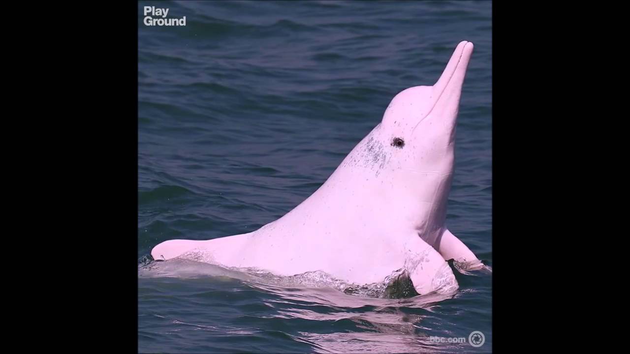 Les Dauphins Roses De Hong Kong En Voie D Extinction Youtube