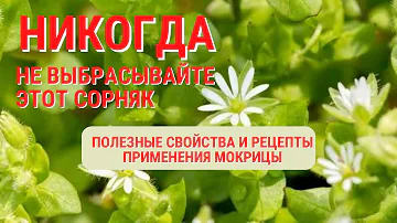 НЕ ВЫБРАСЫВАЙТЕ ЭТОТ СОРНЯК, ПОКА НЕ УЗНАЕТЕ! Мокрица польза и вред. ПОЛЕЗНЫЙ РЕЦЕПТ.