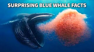 27 Interesting Facts Of Blue Whales | Facts Of the Largest Animal on Earth by Petopedia 700 views 1 month ago 9 minutes, 46 seconds