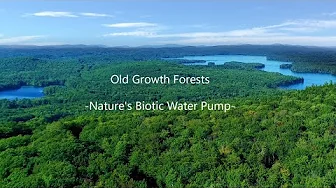 Old Growth Forests - Nature's Biotic Water Pump