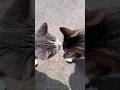 Chucky comes running to me Sadie comes outside #cat #shorts