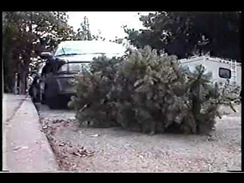 Revolt of the Christmas Trees (Part 1 of 3)