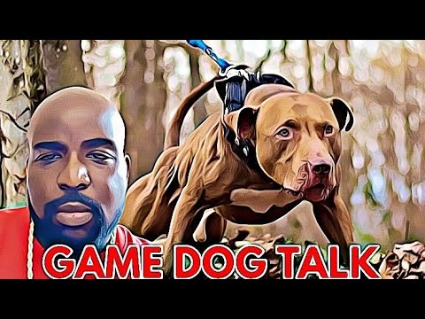 GAME DOG TALK EPISODE 102: FRISCO BLOOD