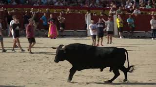 Peligrosos Toros Bravos Entran En La Plaza - Chinchon Madrid 2022